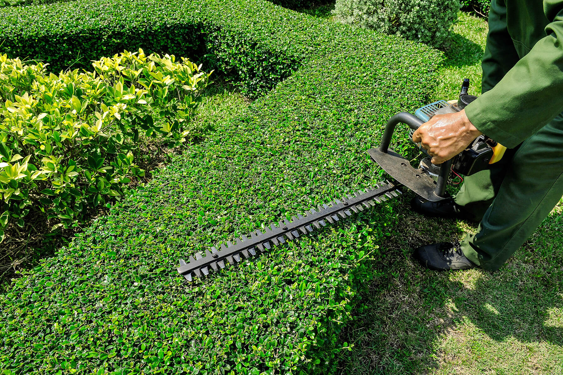 Worker cutting hedge