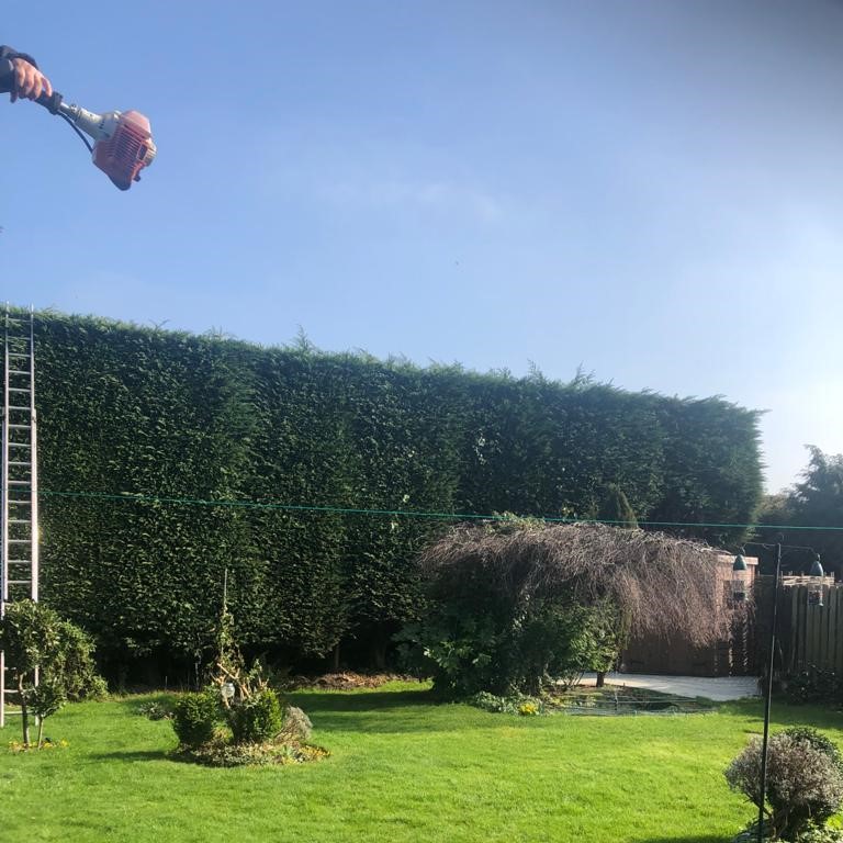 Hedge Trimming