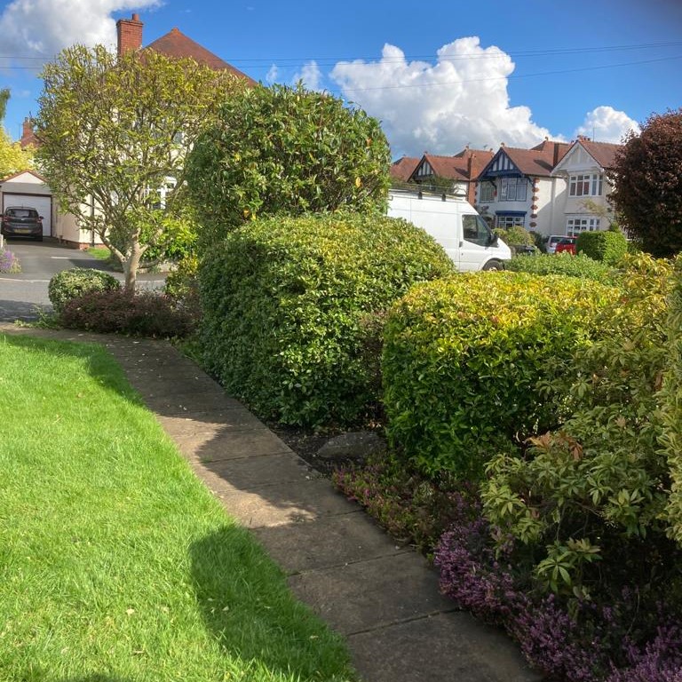 Hedge Trimming