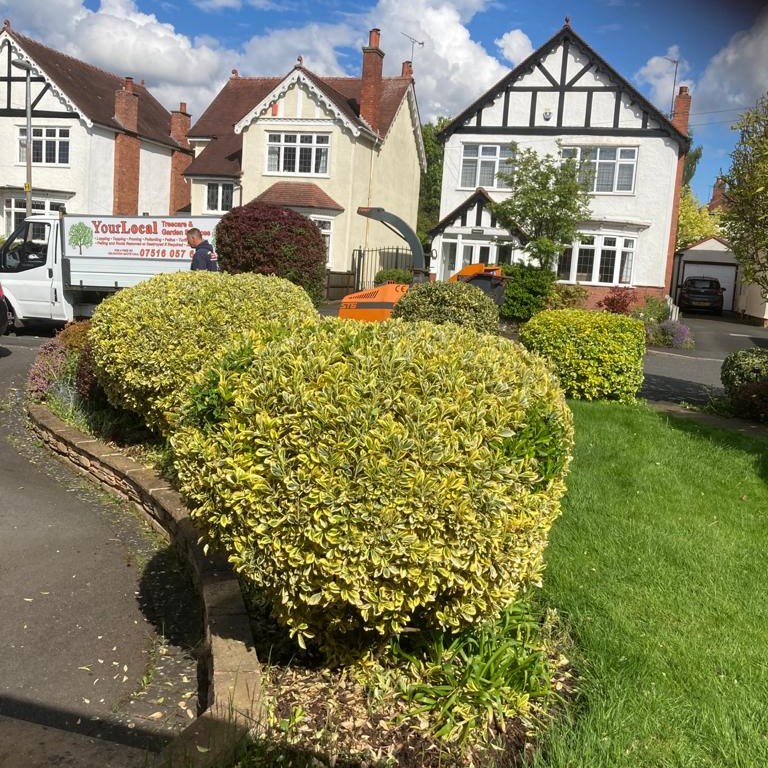 Hedge Trimming
