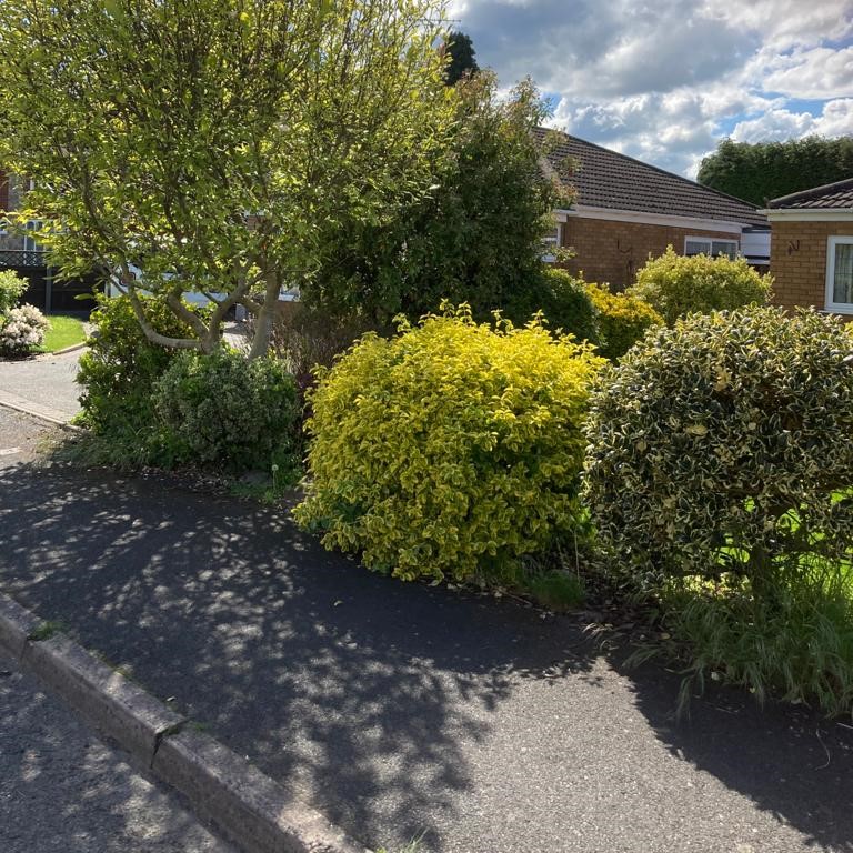 Hedge Trimming