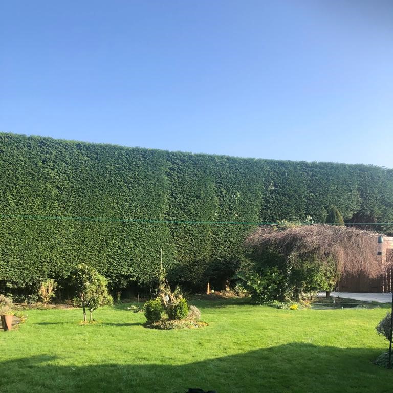 Hedge Trimming