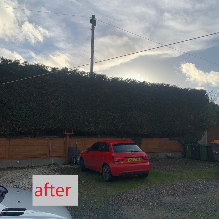 Hedge Trimming
