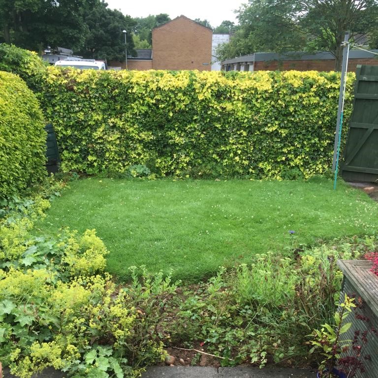 Hedge Trimming