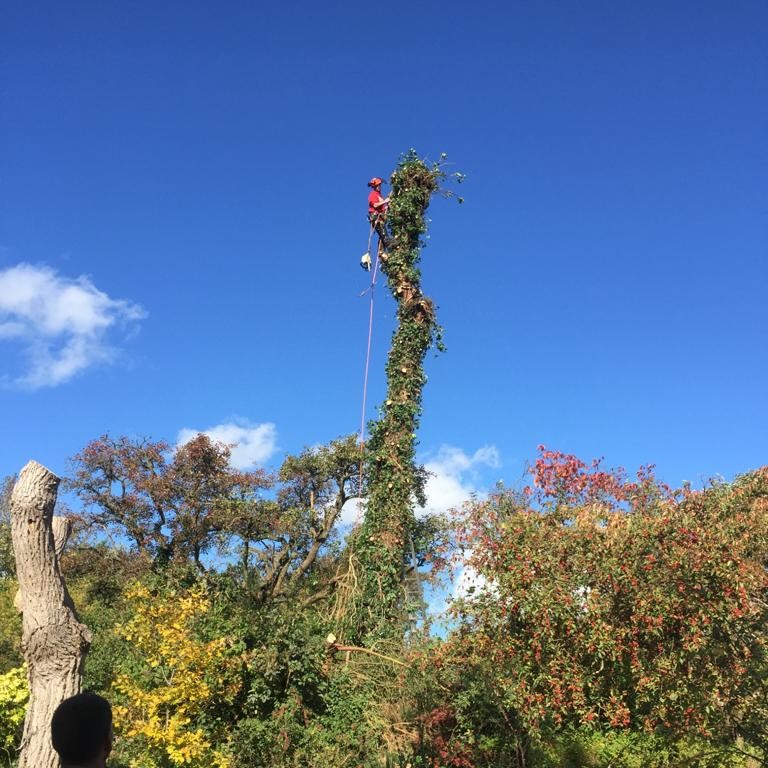 Prunning