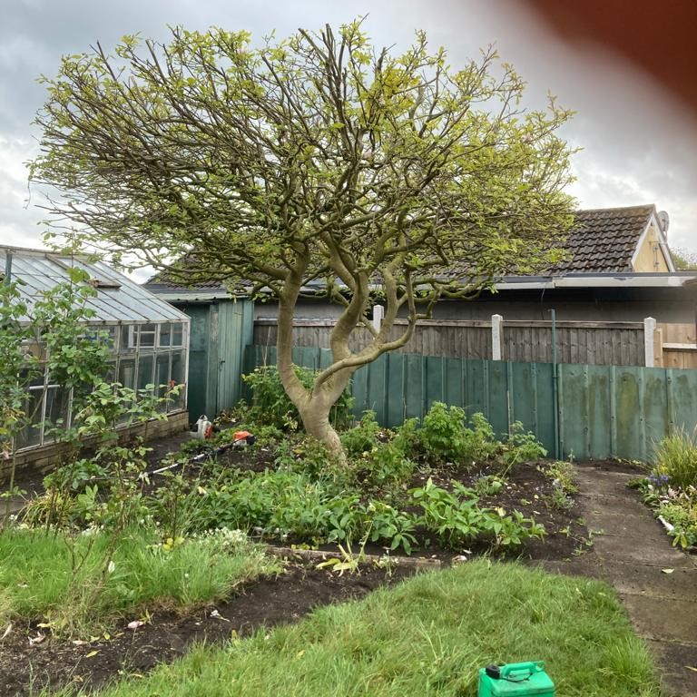 Prunning