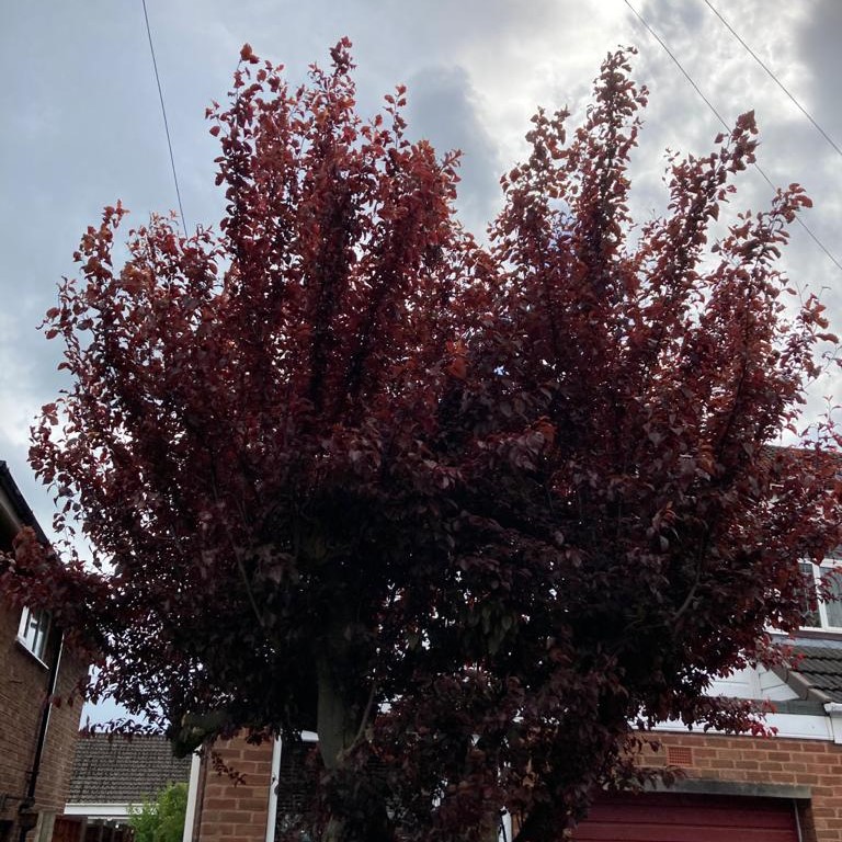 Prunning