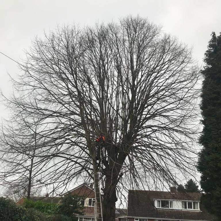 Prunning