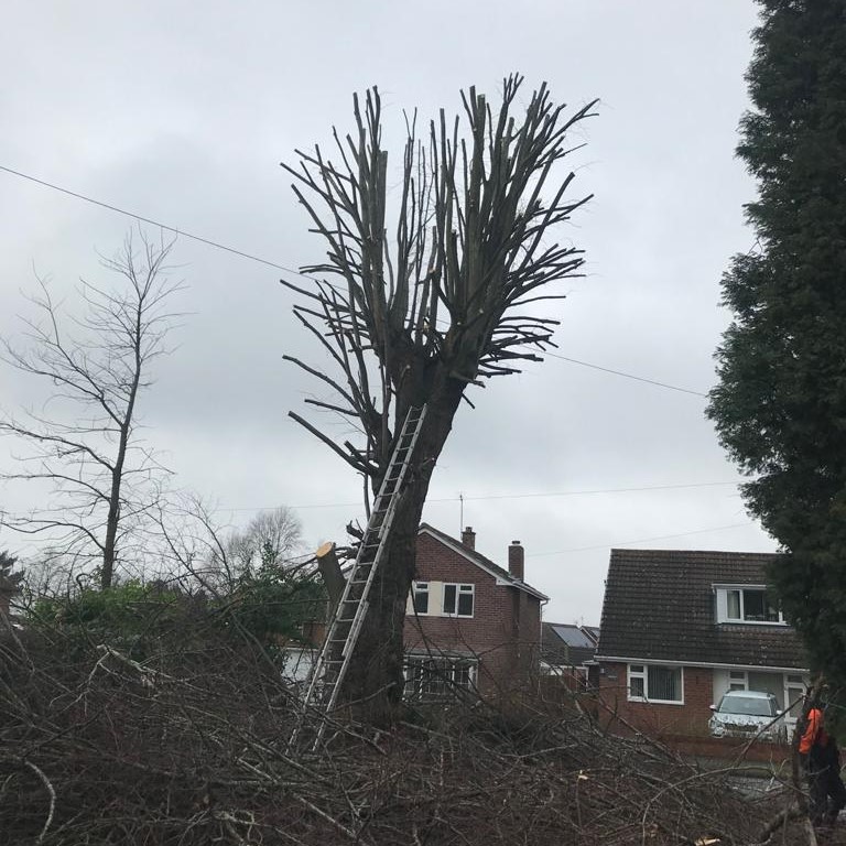Prunning