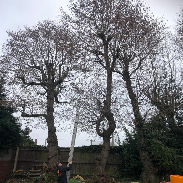 Prunning