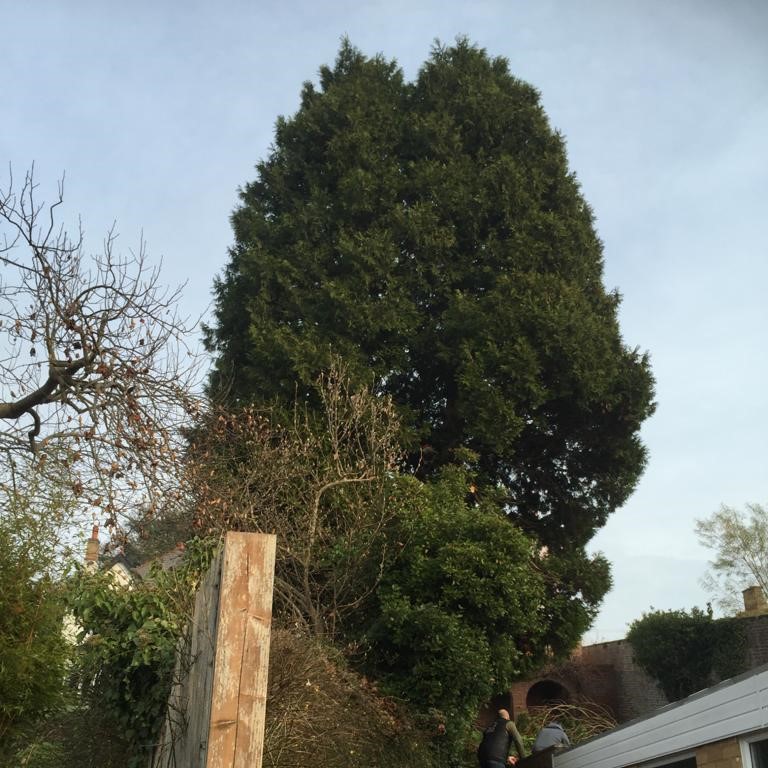 Prunning